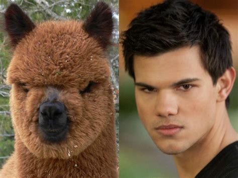 Celebrities And Their Animal Look Alike Lively Pals Animals