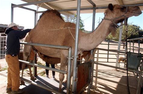 The pronunciation in pinyin is written luòtuo or luo4tuo. Old World Camels in the New World | Livestock Futures