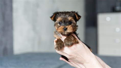 25 Cute Little Dog Breeds That Will Melt Your Heart