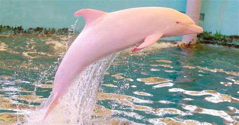 About Boto A Kind Of Pink Dolphin In Amazon River