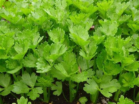 Growing Celery In Containers Pots Backyards At Home Agri Farming
