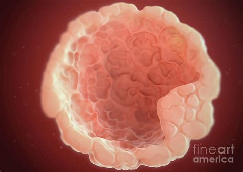 Blastocyst Photograph By Medical Graphicsmichael Hoffmannscience