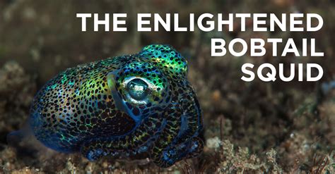 An Important Lesson From The Hawaiian Bobtail Squid Bioluminescent