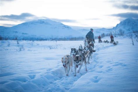 Dog Sledding In Winter Wonderland Future Eco Shop