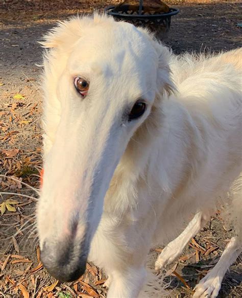 Meet Eris The Borzoi Dog With An Unusually Long Snout