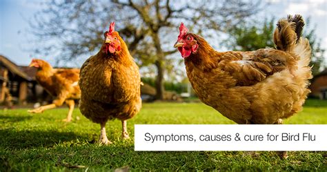 Like humans, birds also get the flu. Bird Flu | Symptoms of Bird Flu | Avian Influenza