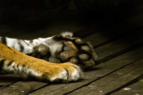 Tiger Feet A Shot Of The Front Paws Of A Tiger Sleeping At Flickr