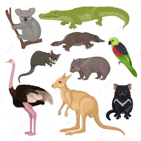 Conjunto De Animales Y Aves Australianas Criaturas Salvajes Tema De