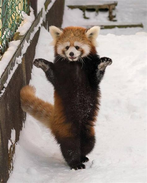57 Radical Randoms To Click Through When Youre Bored Red Panda Cute