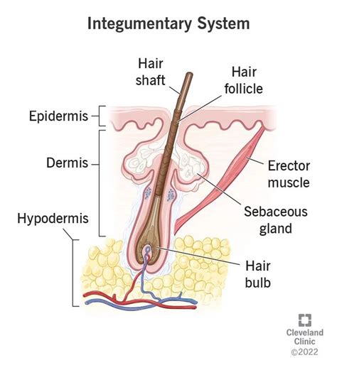 Integumentary System What It Is Function Organs Integumentary System Body Systems Human
