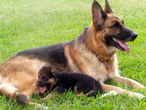 Florida German Shepherd Puppies Petsidi