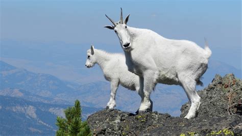 Not only is the goat emotional him/herself, but is gentle and highly sensitive to the wishes and needs of people close to them. A National Park Is Airlifting Hundreds of Mountain Goats ...