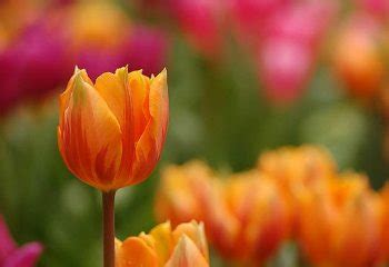 I thought the flowers were just a metaphor for the good which still remained in the world until the hospital hundreds of times. some flowers only grow from corpses. Do Tulips Come Back Every Year? - ProFlowers Blog
