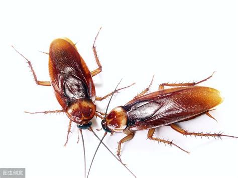 (cantonese, figuratively, derogatory) undesirable person or thing. 只要3粒花椒，不用花錢讓房間蟑螂斷子絕孫，家中再也沒蟑螂 - 每日頭條