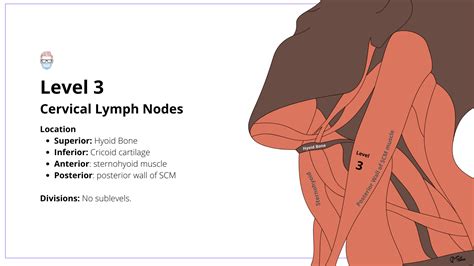 Cervical Neck Lymph Nodes • Levels Illustrations Drainage