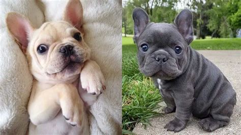 10 Amazing Facts About French Bulldogs Frenchie Facts