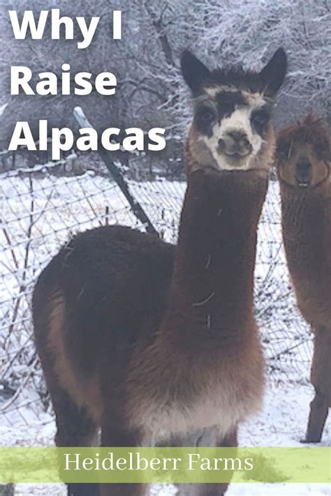 Here Are My Reasons To Raise Alpacas Alpaca Farm Raising Farm