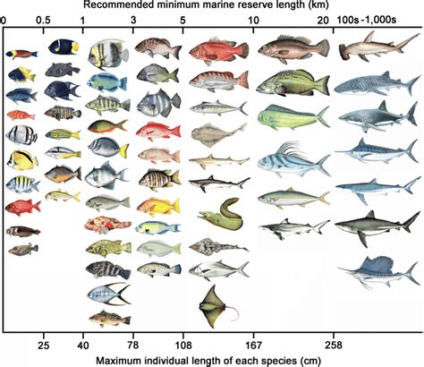 Recommended Minimum Marine Reserve Length Km Required For 63 Fish