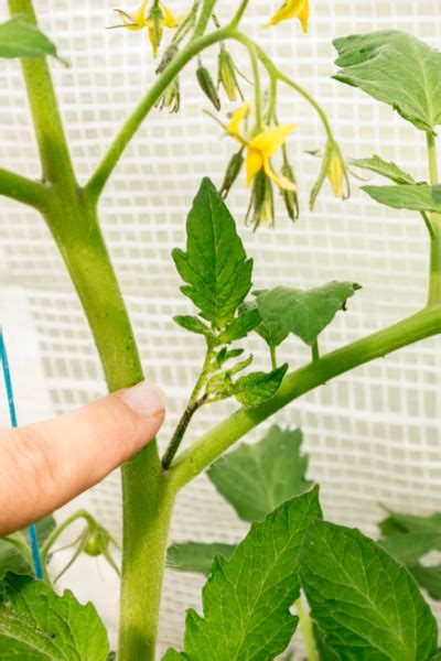 Pruning Tomato Plants How And Why To Prune And Pinch