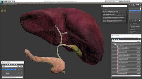 3d Diagram Of The Liver Human Liver Pancreas And Gallbladder 3d Model