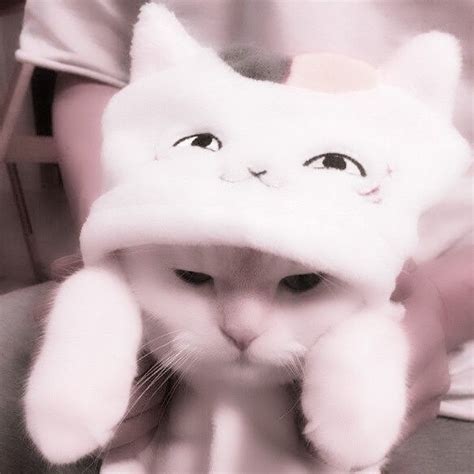 Kawaii Cute Cat Pfp Aesthetic Imagesee