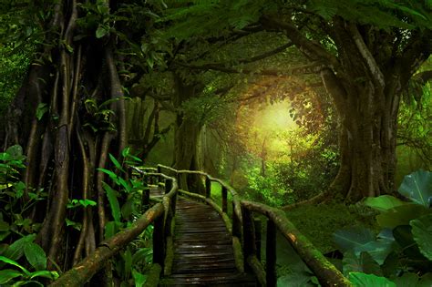 Cool Tropical Rainforest Wallpaper Hd Images