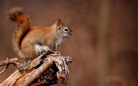 Shallow Focus Photography Of Brown Squirrel On Brown Tree Branch Hd