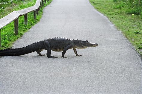 Police Remove 750 Pound Alligator From Florida Park The Epoch Times