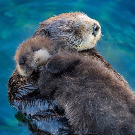 Beautiful Animals On Instagram Mother And Pup Otter Hug 😍 Photo © By