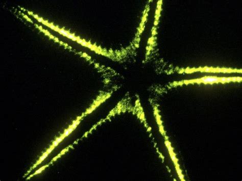 The Weird Wonderful World Of Bioluminescence Bioluminescence