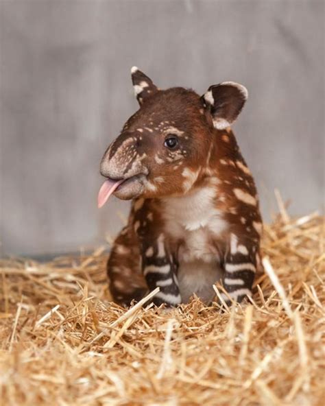 10 Rare Animal Babies Youve Probably Never Seen Before Weird