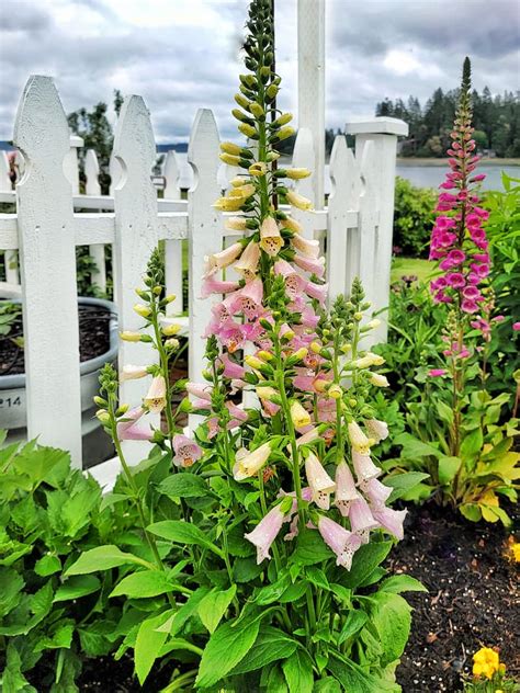 Your Gardening Guide To Grow And Care For Foxgloves Shiplap And Shells