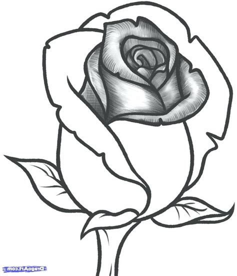 Rose Color Pencil Drawing Free Download On Clipartmag