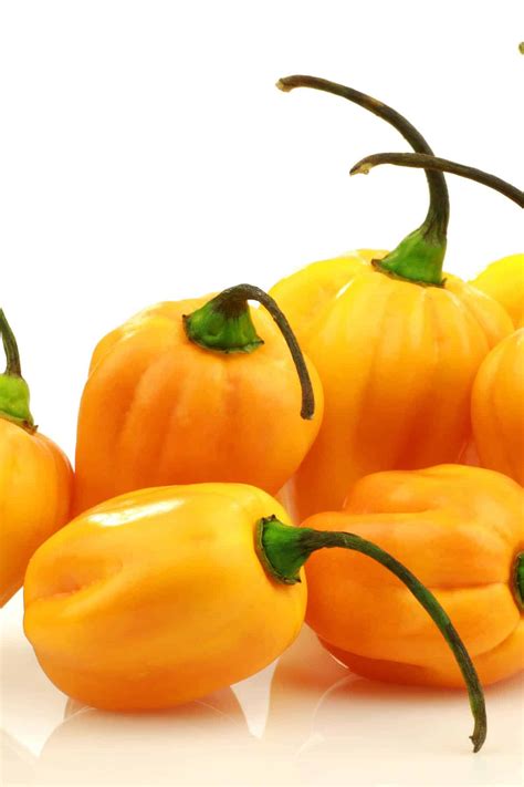 Home & Living Madame Jeanette pepper Seeds & Seed Bombs Outdoor