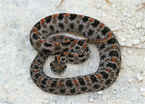 An Angry Dusky Pygmy Rattlesnake Florida Pinterest Reptiles