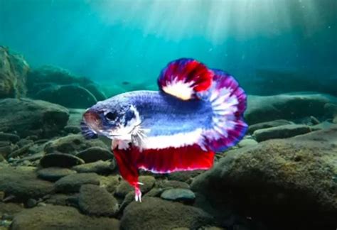 Keunikan Ikan Cupang Termahal Di Dunia Harganya Senilai Satu Unit