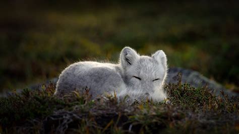 Sleeping Arctic Fox Bing Wallpaper Download