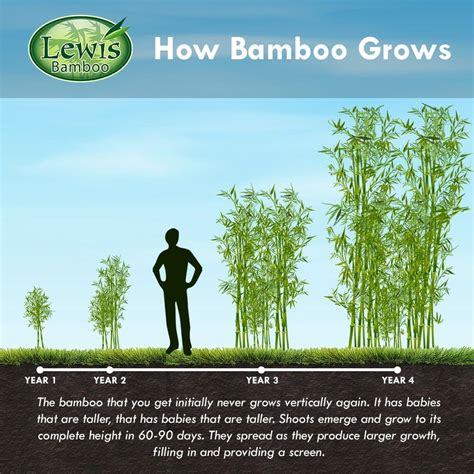 Black Bamboo Lewis Bamboo