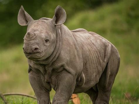 Baby Rhinoceros Startgreek