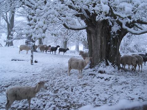 Ewe And Cheese 20 Farm Animals In Winter Wonderland