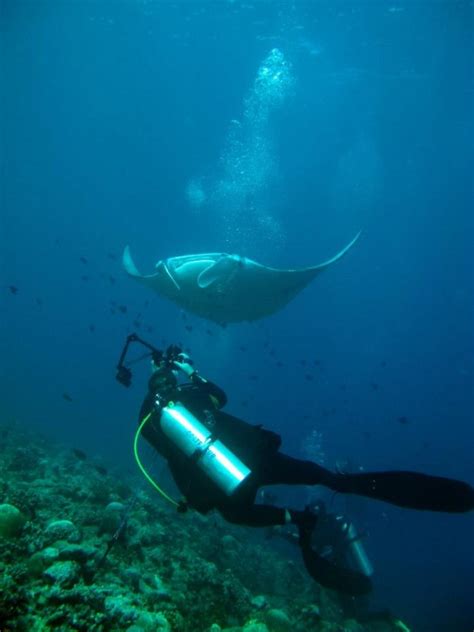 Demand For Gill Plates Threatens Manta Ray Tourism Dollars For Local