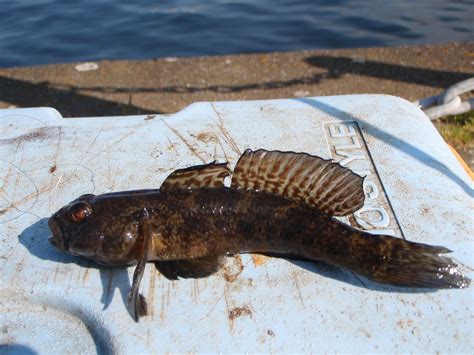 Tide Lines Martins Fishing Blog Black Goby