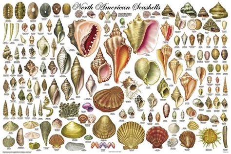 North American Seashells Poster 140 Specimens 24x36 Beach Shells