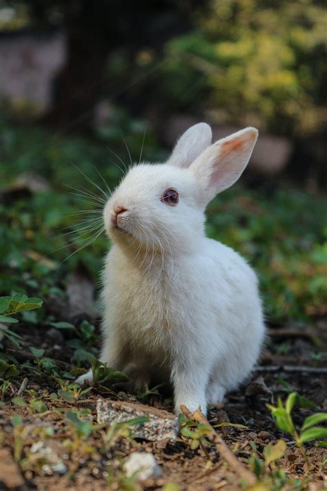 400 Cute Bunny Names For Your Pet Rabbit In The Playroom