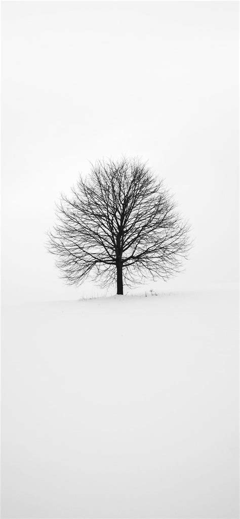 Download White With Leafless Tree Iphone Wallpaper