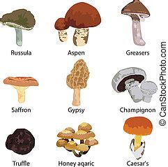 Edible mushrooms set. Set with various edible fungi and their latin names.