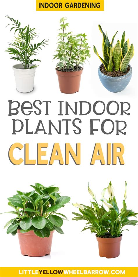 The 9 Best Indoor Plants To Clean Air