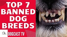 TOP 7 banned (dangerous) dog breeds! Dogcasttv! - YouTube