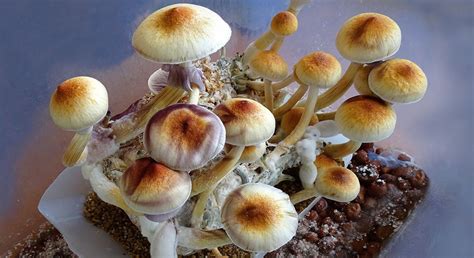 Denver Just Got One Step Closer To Decriminalizing Magic Mushrooms