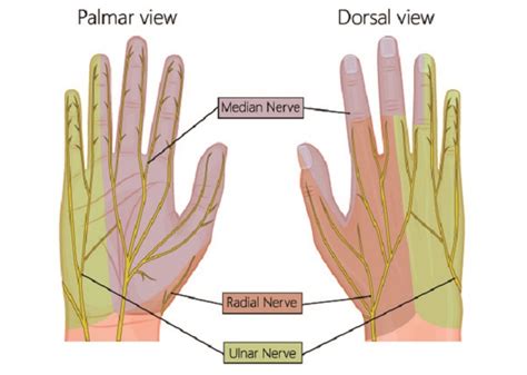 Median Nerve The Definitive Guide Biology Dictionary